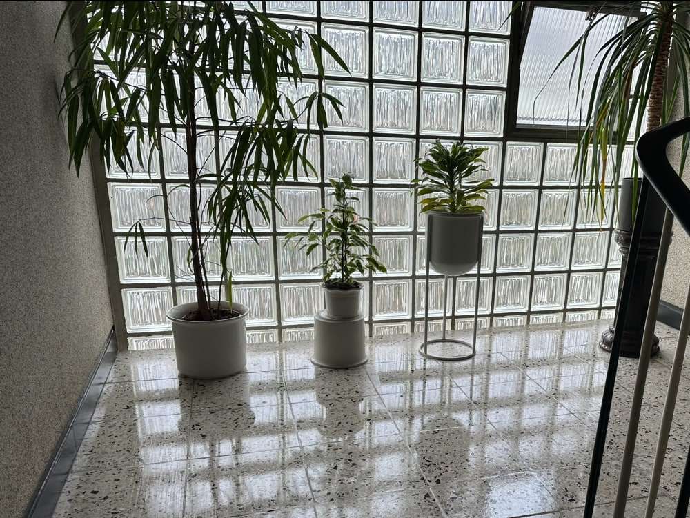 Gereinigter Eingangsbereich mit Glasbausteinen und Pflanzen