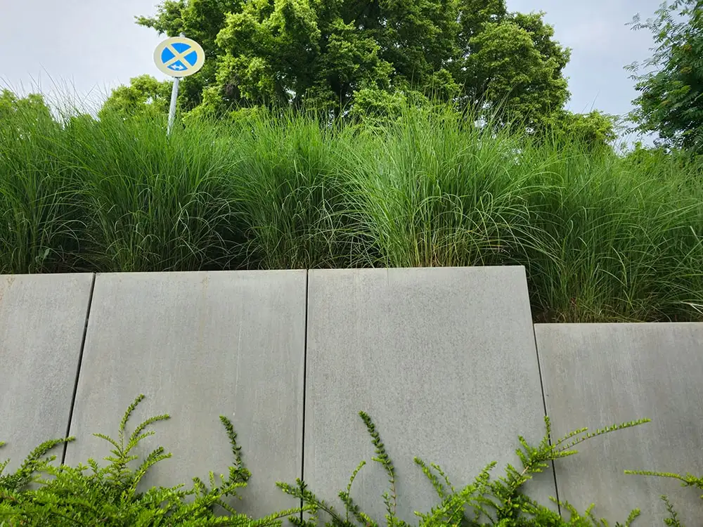 Gräser an einem gepflegten Weg
